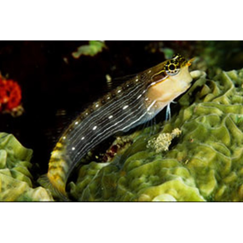 Pictus Blenny