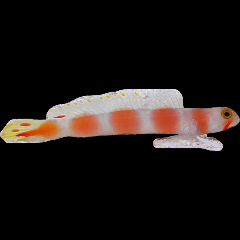 Pinkbar Goby - Red Sea