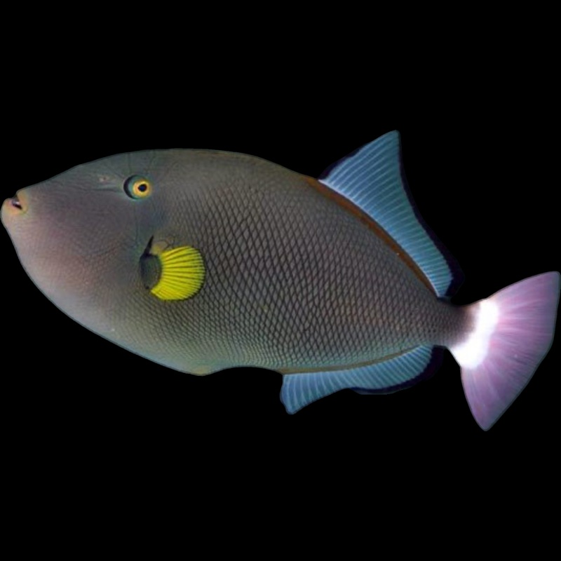 Pinktail Triggerfish