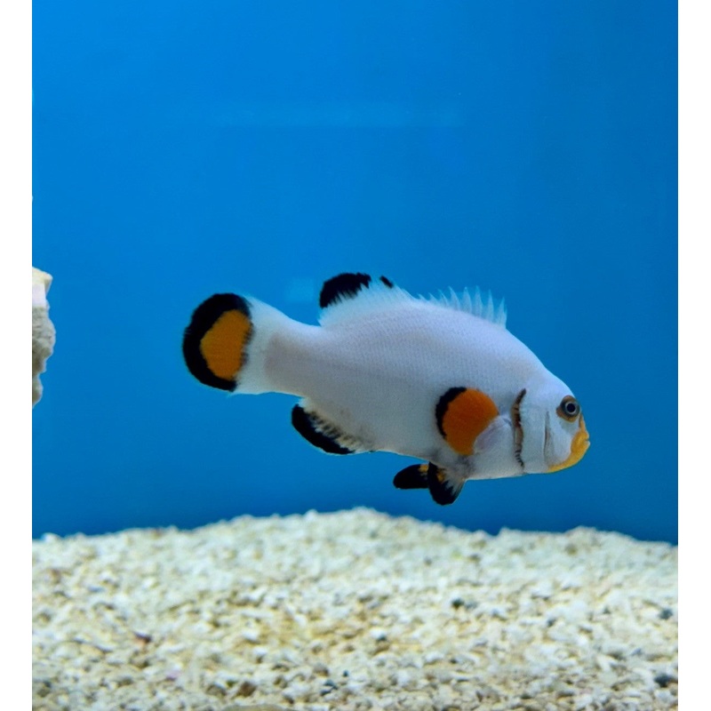 Platinum Clownfish (true) Grade A Captive Breed