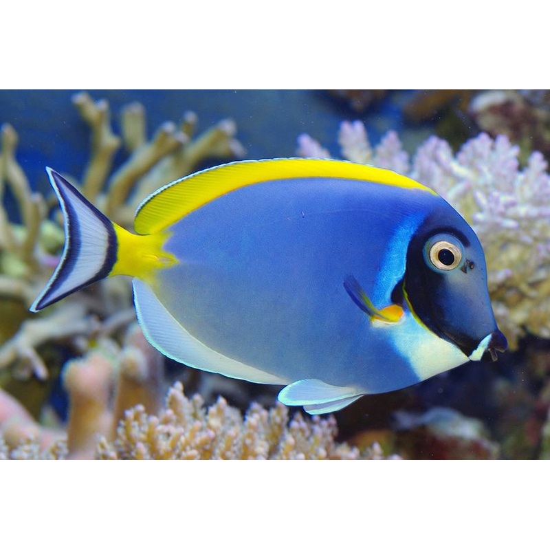 Powder Blue Tang (ACANTHURUS LEUCOSTERNON)