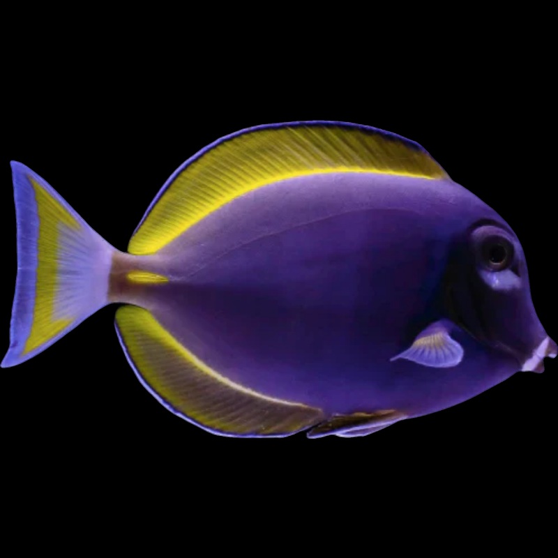 Powder Purple Tang