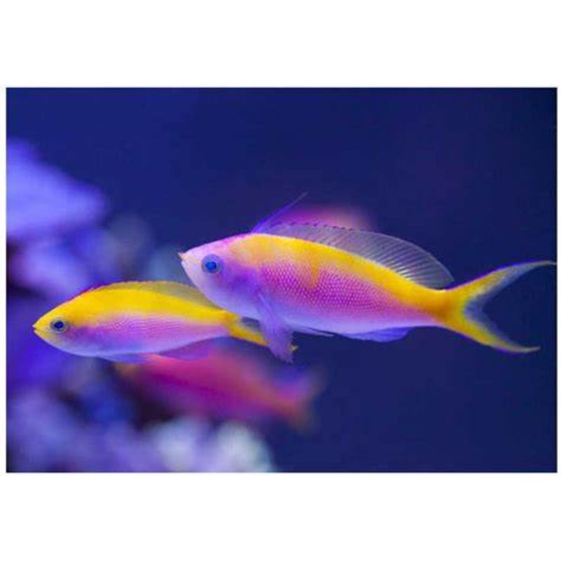 Purple Queen Anthias (male)