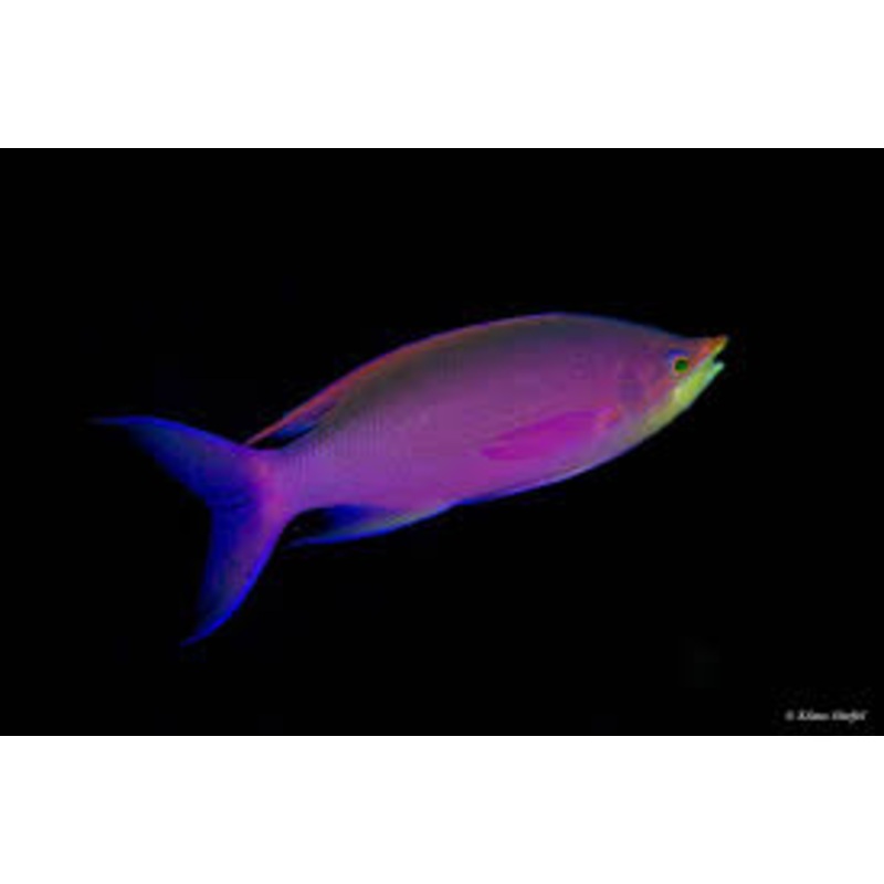 Purple Queen Anthias (Pseudanthias tuka)