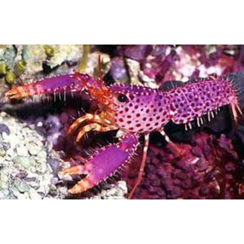 Purple Reef Lobster (Enoplometopus Debelius)