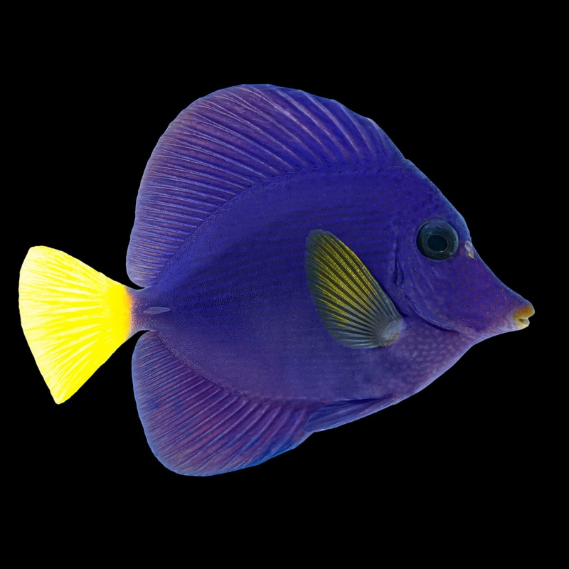 Purple Tang - (Zebrasoma xanthurum) Red Sea