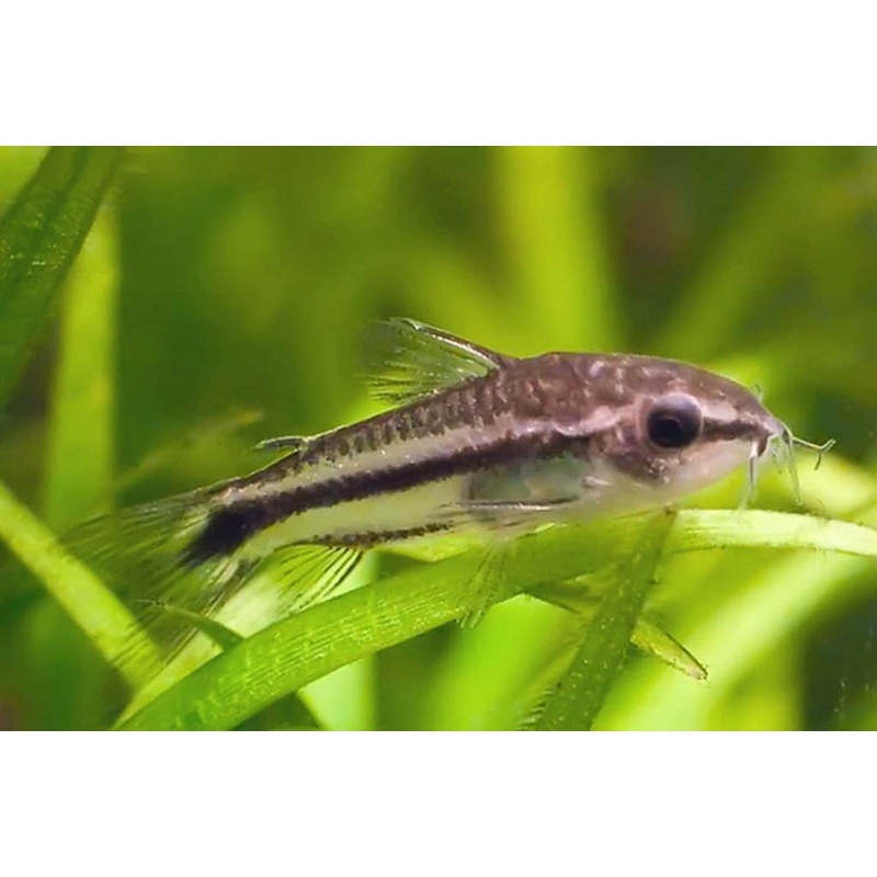 Pygmy Cory Catfish