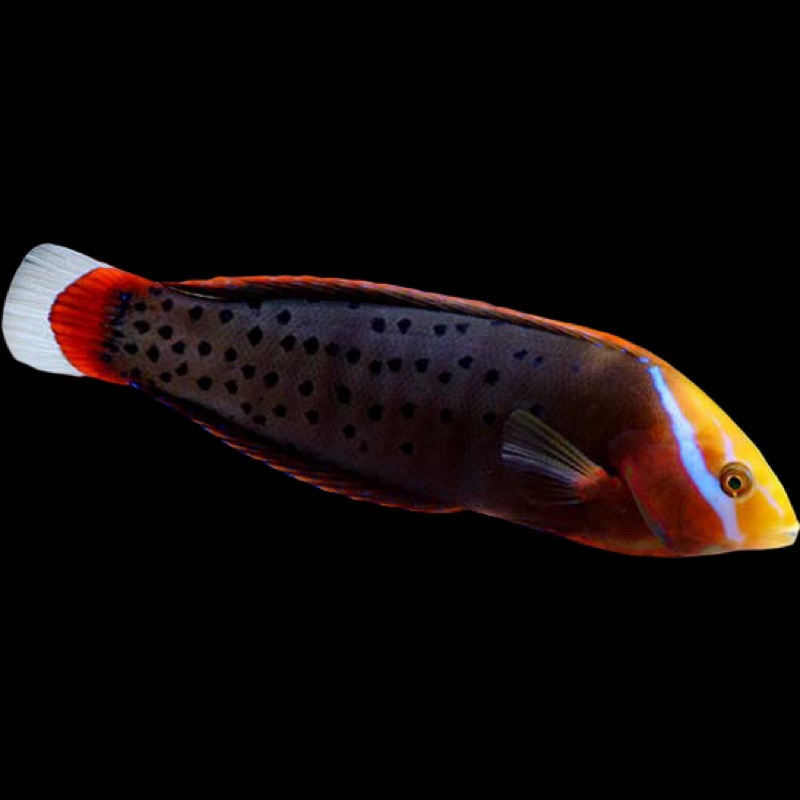 Queen Coris Wrasse - Coris Formosa
