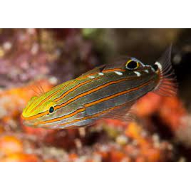 Rainfordi Goby