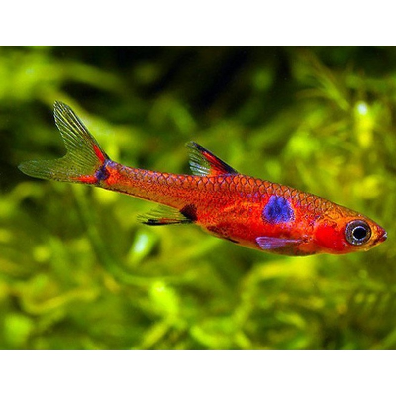 Red Dwarf Rasbora