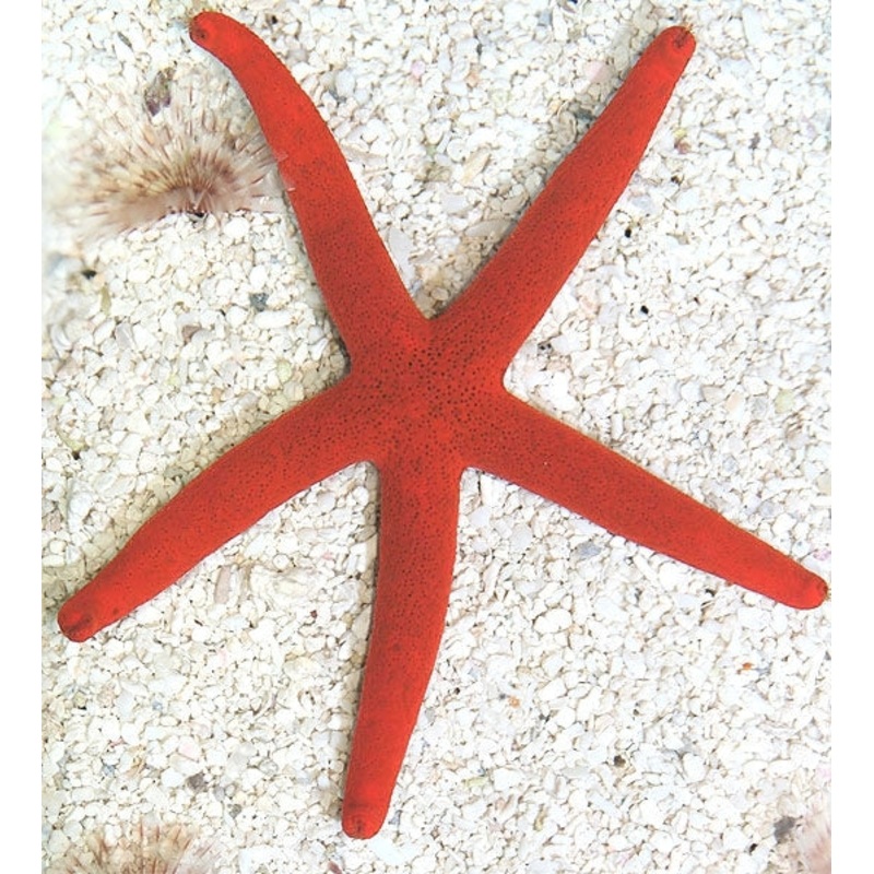 Red Linckia Starfish (LINCKIA LAEVIGATA)