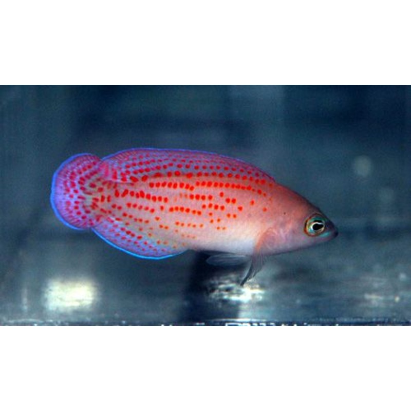 Red Spotted Dottyback