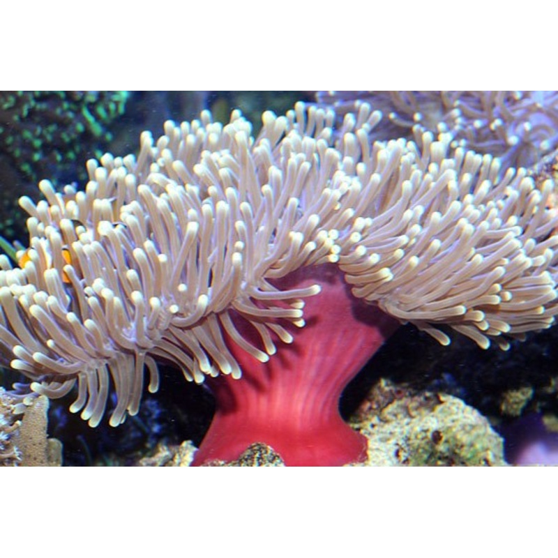 Ritteri Anemone (Heteractis magnifica)