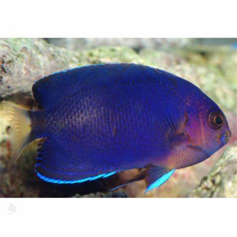 Royal Blue Pygmy Angelfish