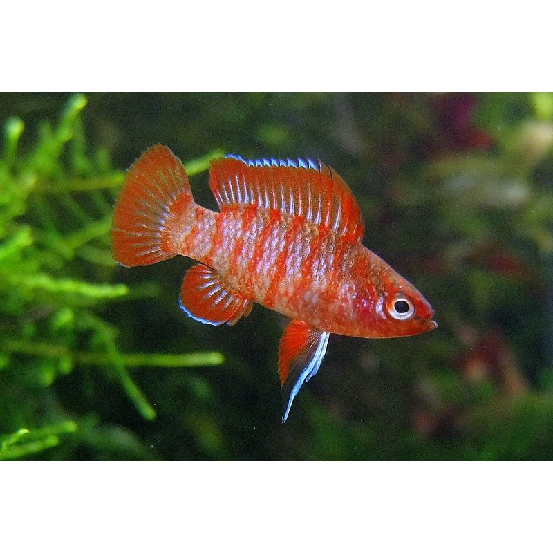 Scarlet Bandis