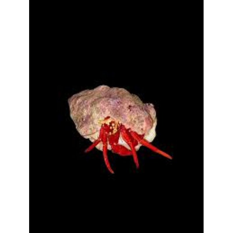 Scarlet Hermit Crab