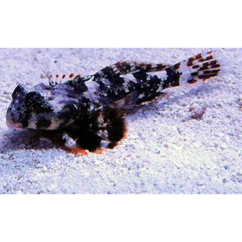 Scooter Bleny - Neosynchiropus occelatus