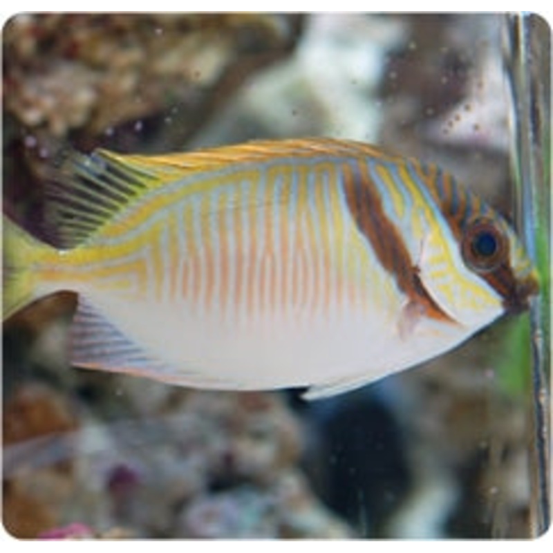 Scribbled Rabbitfish (SIGANUS PUELLUS)