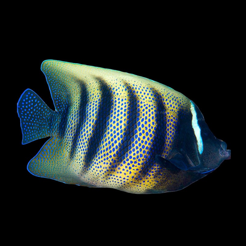 Sixbar Angelfish - Pomacanthus sextriatus