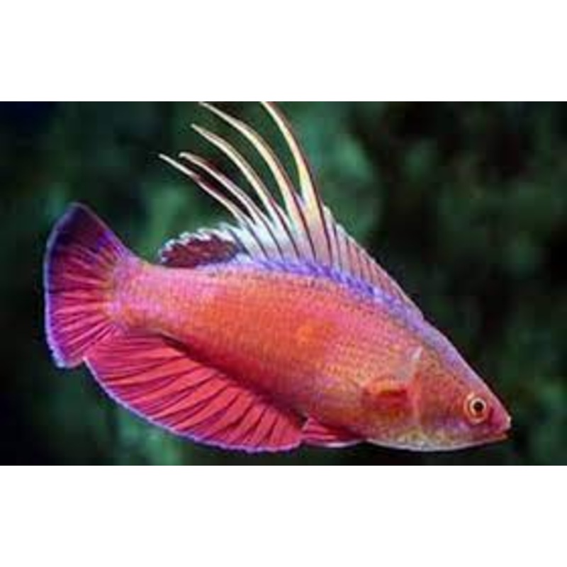 Skarletfin Fairy Wrasse
