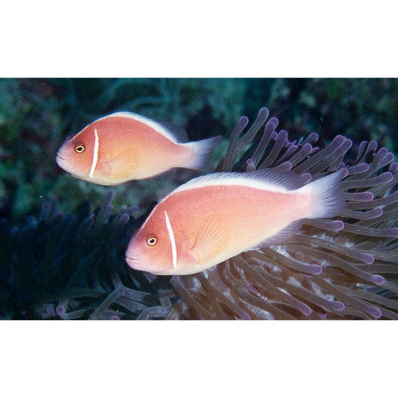 Skunk Clownfish