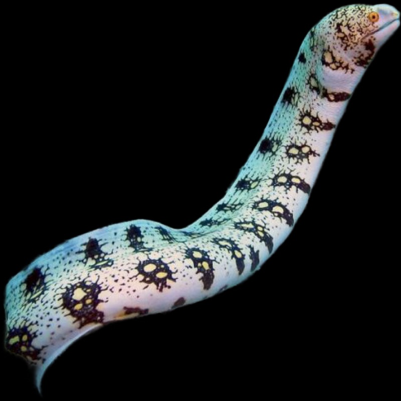 Snowflake Moray Eel