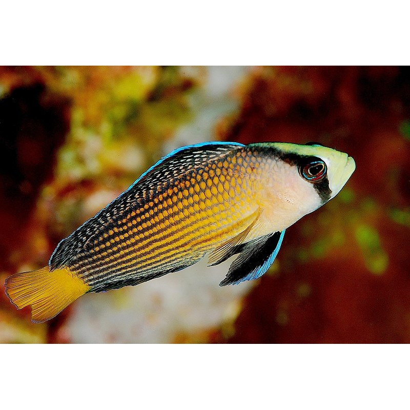 Splendid Dottyback - PSEUDOCHROMIS SPLENDENS