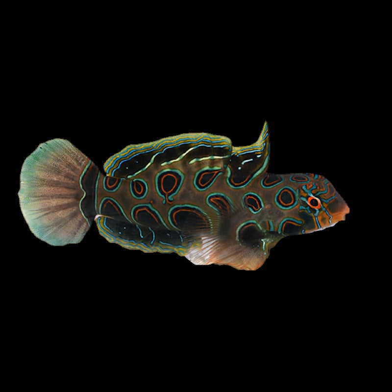 Spotted Mandarin Goby - SYNCHIROPUS PICTURATUS