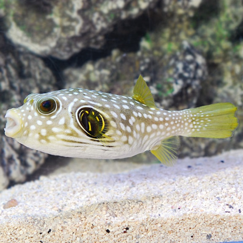 Stars & Stripes Puffer (AROTHRON HISPIDUS)
