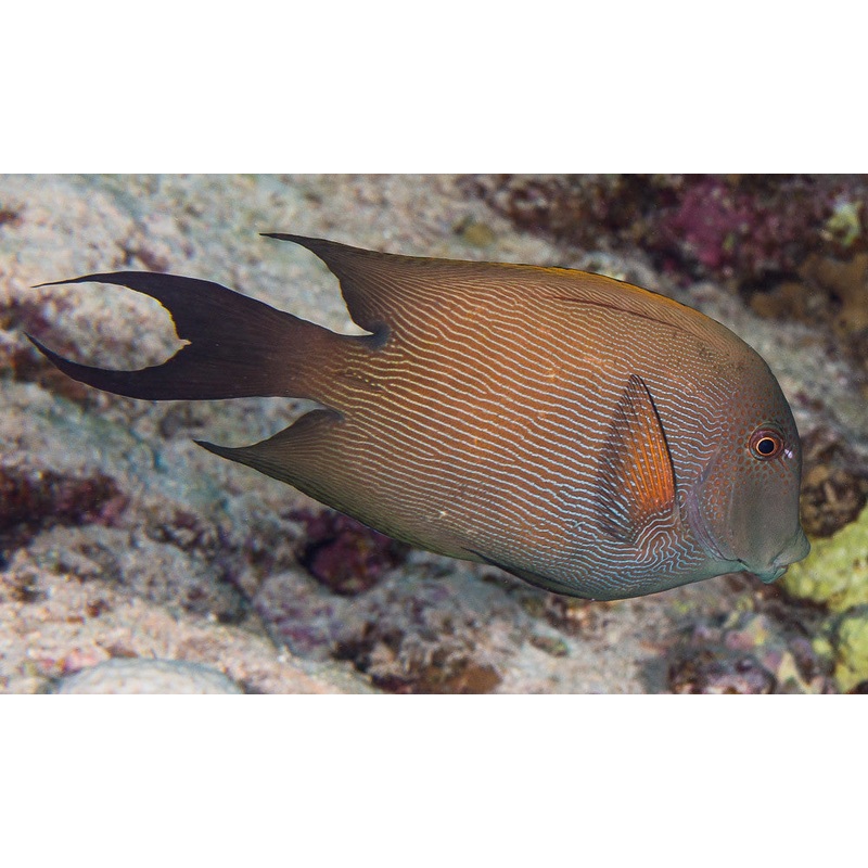 Striped Bristletooth Tang
