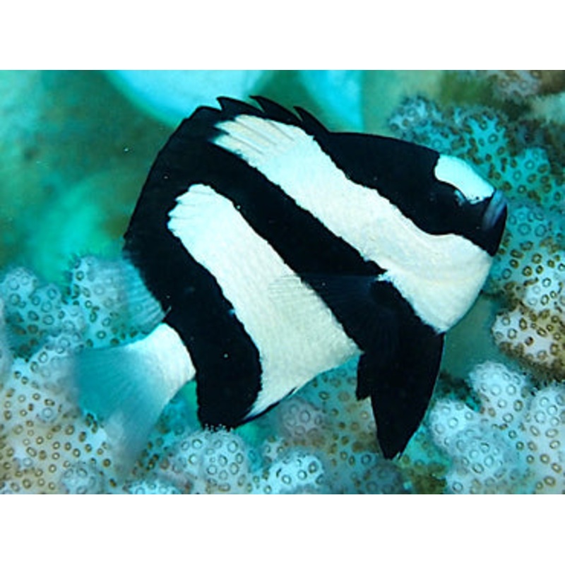Striped Damsel Fish