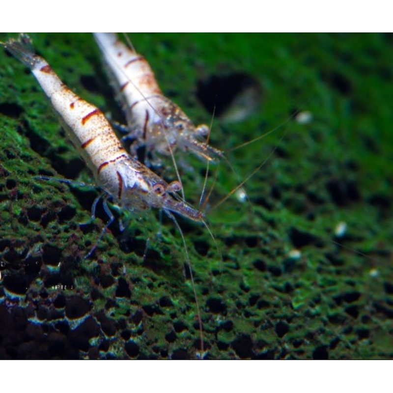 Sulawesi Snow Zebra Shrimp
