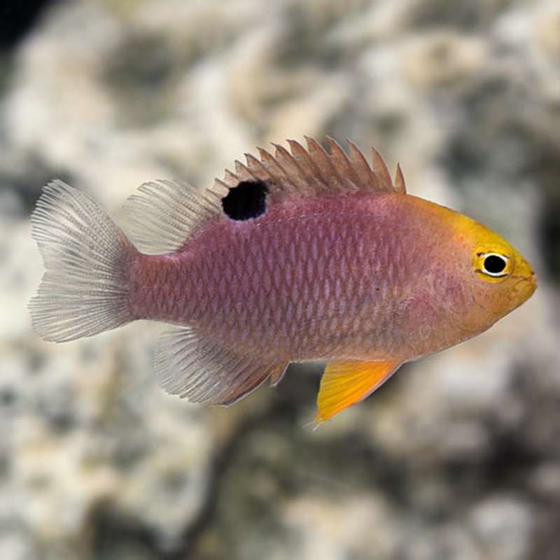 Talbot's Damselfish (Chrysiptera talboti)