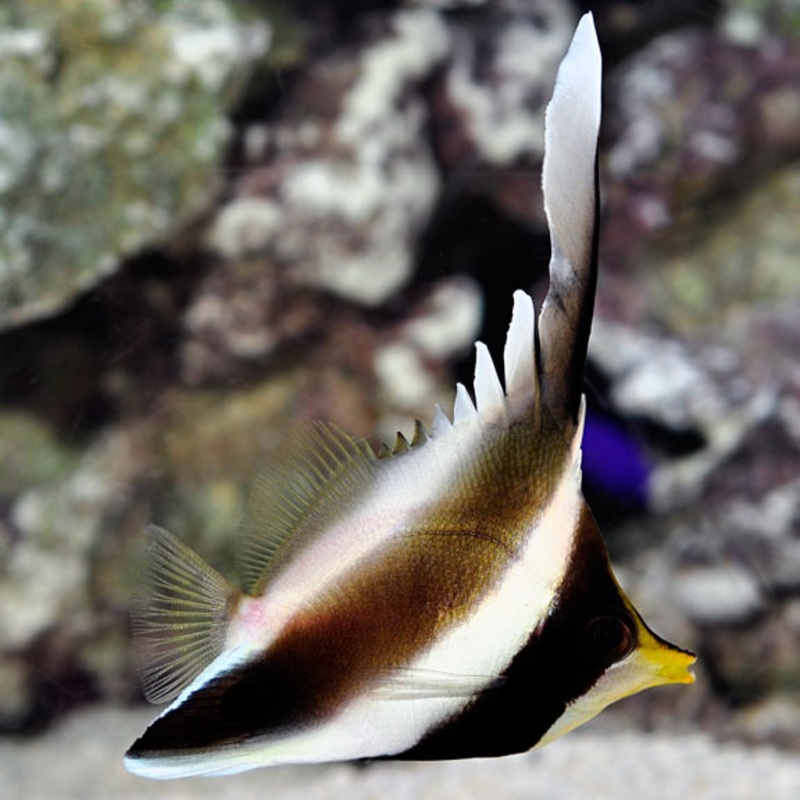 Threeband Pennant Coralfish