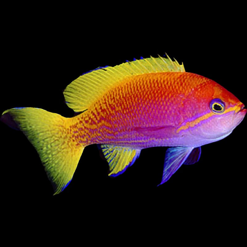 Two Spot Anthias - Pseudanthias Bimaculatus