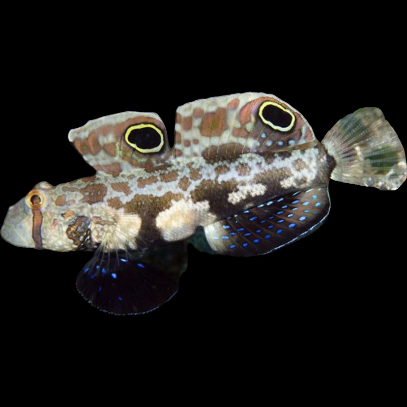 Two Spot Goby - Signigobius biocellatus