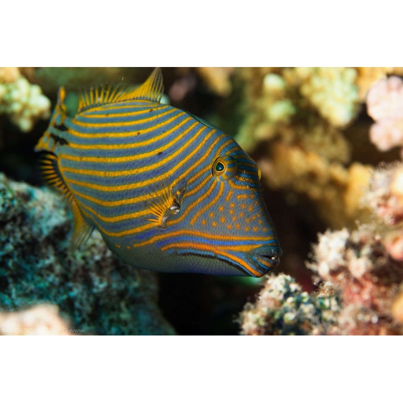 Undulate Triggerfish - Balistapus undulatus