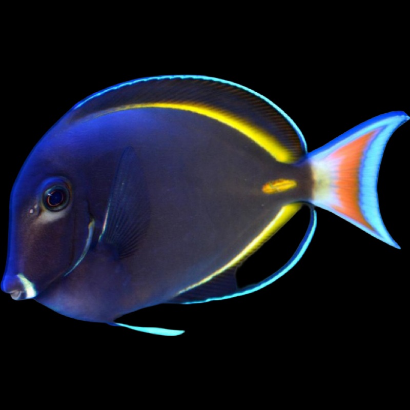 White Cheek Tang (Gold-Rimmed) - ACANTHURUS NIGRICANS