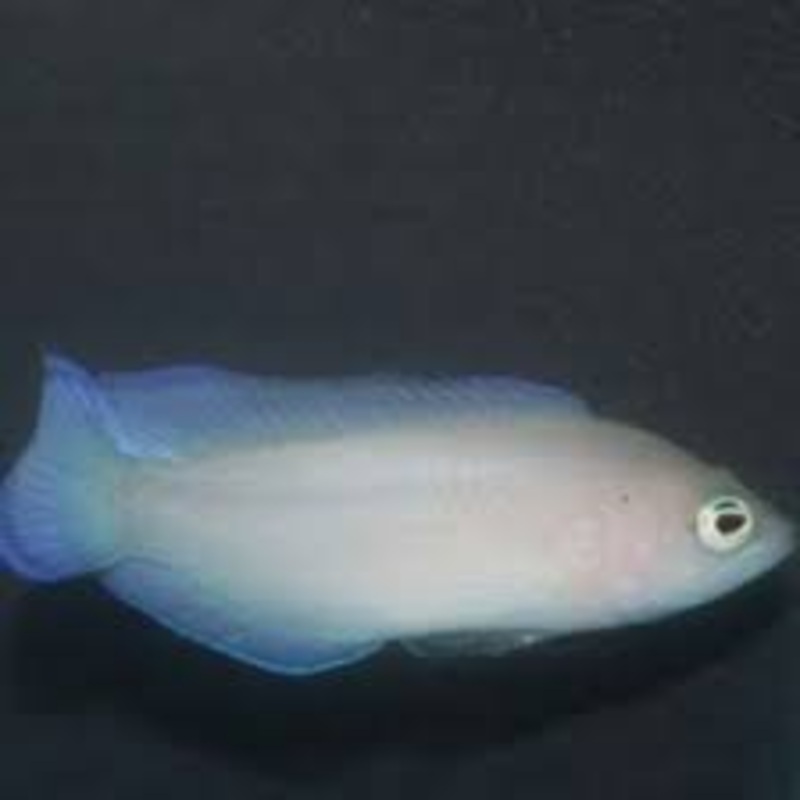 White Dottyback