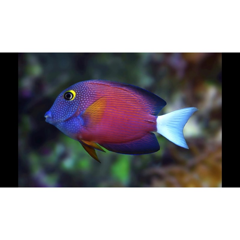 Whitetail Bristle Tooth Tang - Ctenochaetus flavicauda