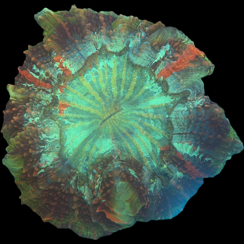 WYSIWYG Acanthophyllia Donut Coral