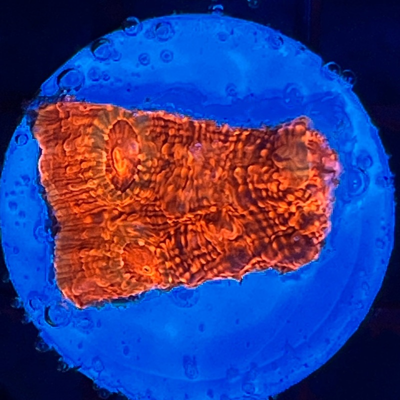 WYSIWYG AFD Lava Chalice Coral