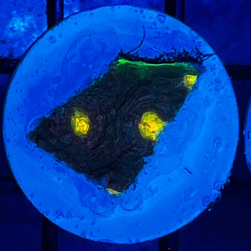 WYSIWYG Alien Eye Chalice Coral