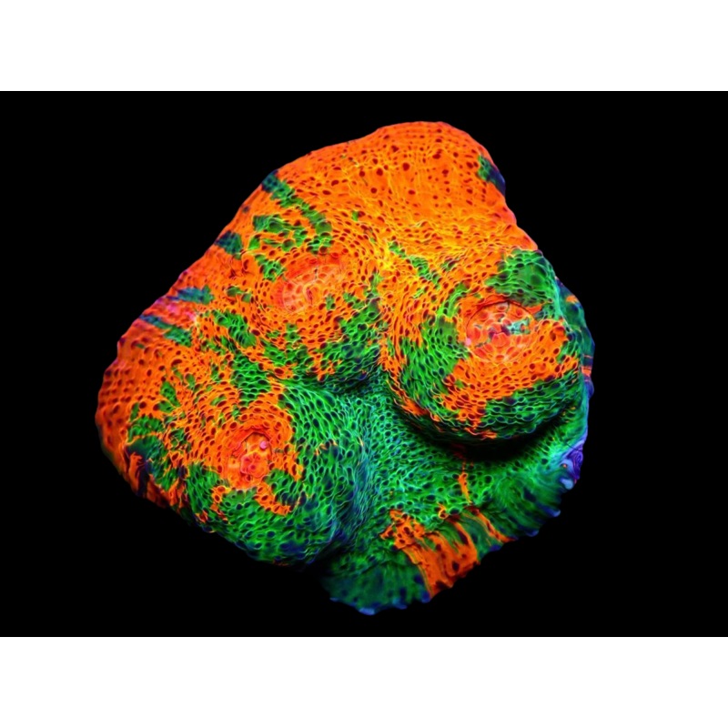 WYSIWYG Aussi Ultra Chalice Coral - 094