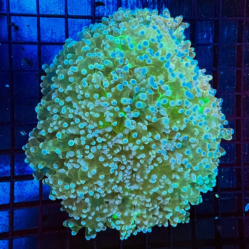 WYSIWYG Frog Spawn Colony 8 10+ heads
