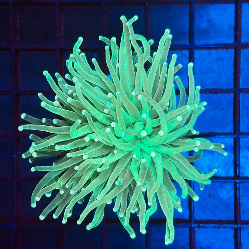 WYSIWYG Green Torch 1 Head