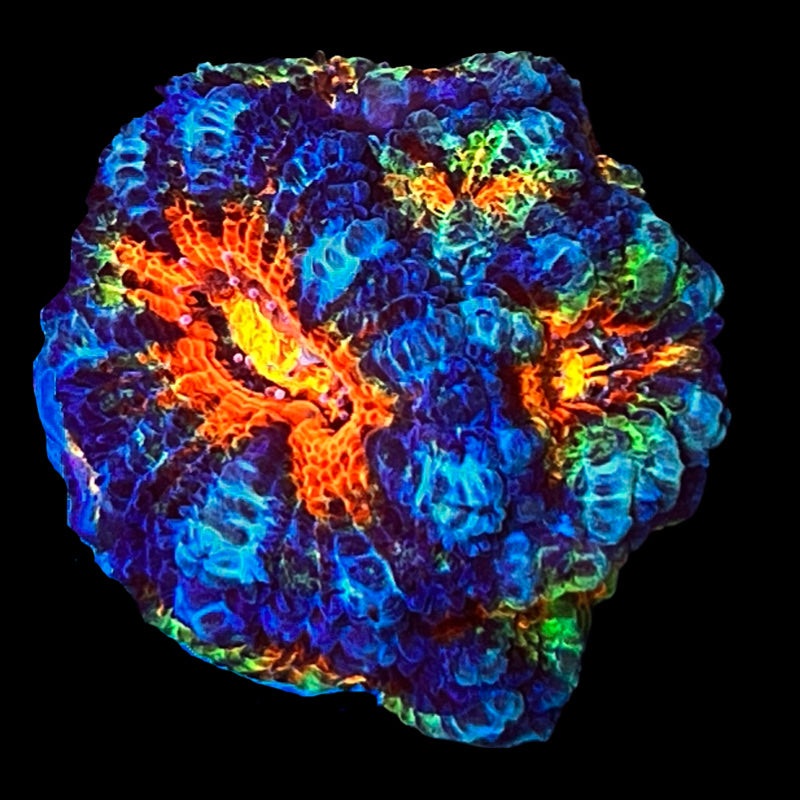 WYSIWYG Insane Rainbow Acan 10+ Heads