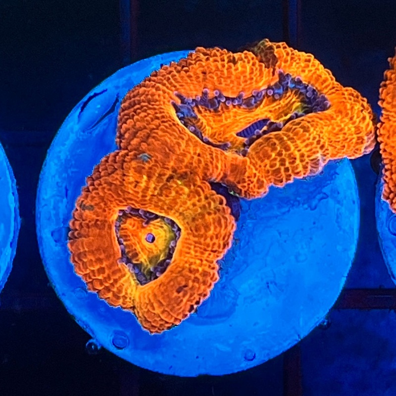 WYSIWYG Orange Peel Acan