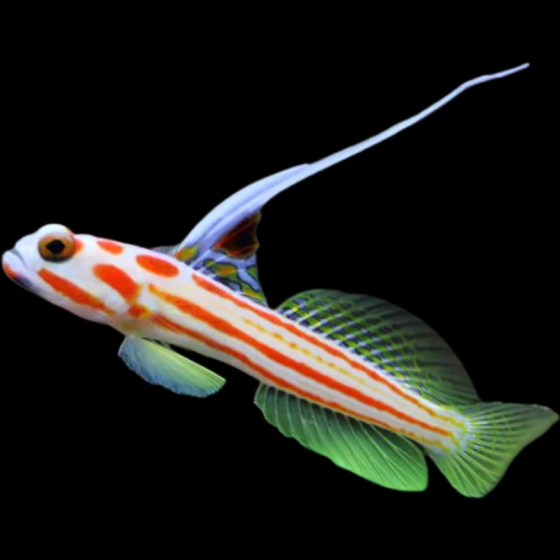 Yasha White Shrimp Goby (RARE)
