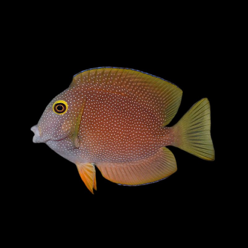 Yellow Eye Tang - Ctenochaetus marginatus